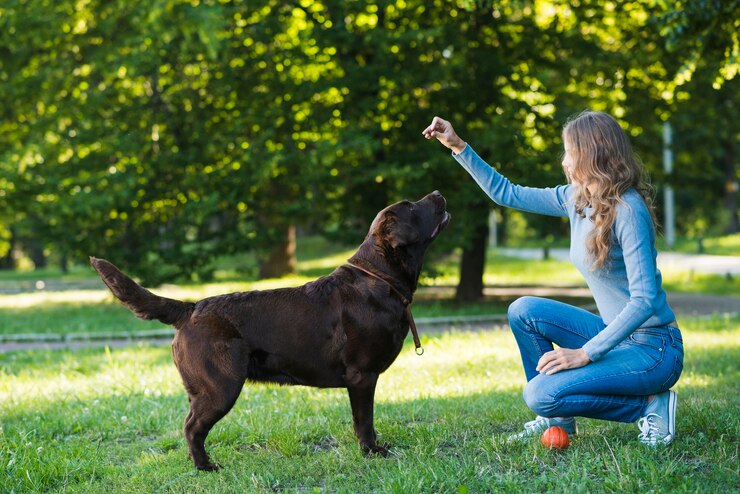 5- Tips for Successful Dog Training